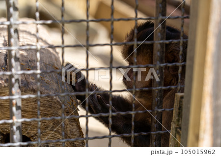 兵庫　姫路　姫路動物園　フサオマキザル 105015962