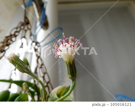 グリーンネックレス 花 グリーンネックレス 花 105016121