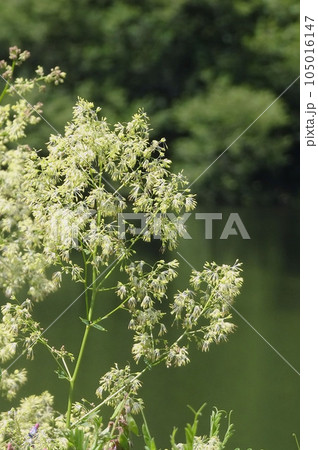 水辺に生えたアキカラマツの花をアップ【山野草・薬草】長野県佐久穂町・8月 水辺に生えたアキカラマツの花をアップ【山野草・薬草】長野県佐久穂町・8月 105016147