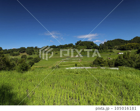 鮮やかな緑が広がる明日香村稲渕の棚田 105016181