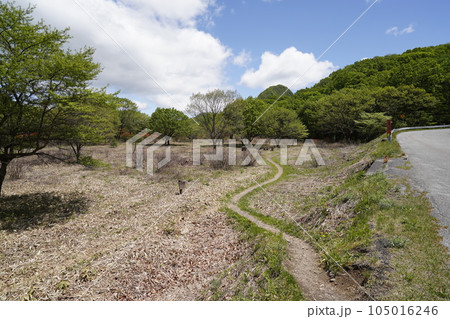 榛名高原　ゆうすげの道付近　山側廻りのゆうすげの道　2023年5月24日 105016246