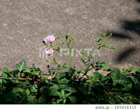 公園でピンクの花を咲かせた植物 105016315