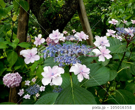 京都　梅宮大社　アジサイ　梅雨 105016358