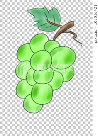 カラフルなぶどうのイラストのイラスト素材 [105016421] - PIXTA