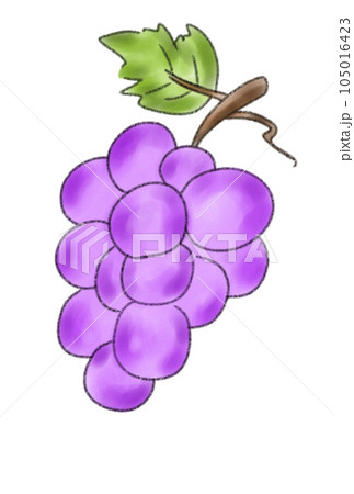 カラフルなぶどうのイラストのイラスト素材 [105016423] - PIXTA