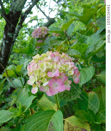 京都 梅宮大社 アジサイ 侘び寂び 京都 梅宮大社 アジサイ 侘び寂び 105016491