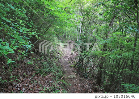 新高山城 105016646