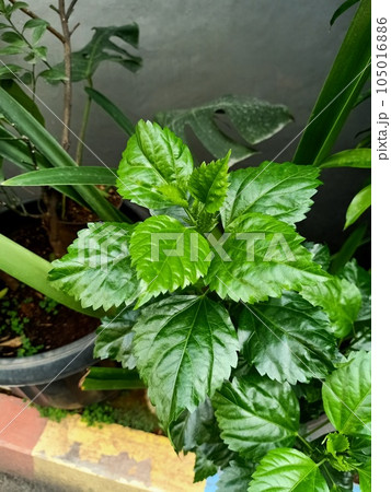 Close up of chinese hibiscus plant Close up of chinese hibiscus plant 105016886