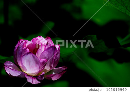 蓮の花 蓮の花 105016949