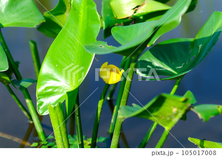 福島潟・遊潟広場のコウホネ 105017008