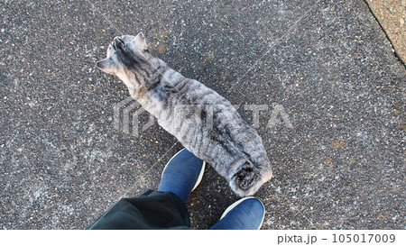 足元くるくるのサバトラ猫 足元くるくるのサバトラ猫 105017009