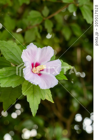 一輪の花 105017028