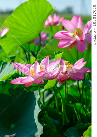 福島潟・遊潟広場の紅蓮 105017059