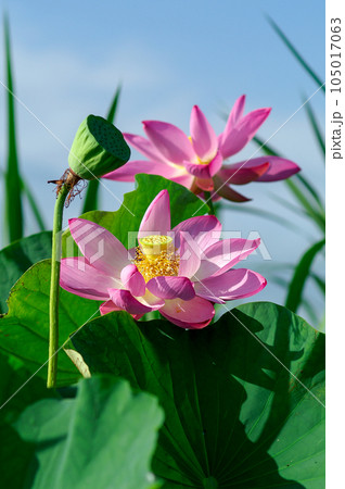 福島潟・遊潟広場の紅蓮 105017063