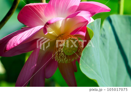 福島潟・遊潟広場の紅蓮 105017075