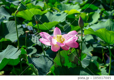福島潟・遊潟広場の紅蓮 105017085