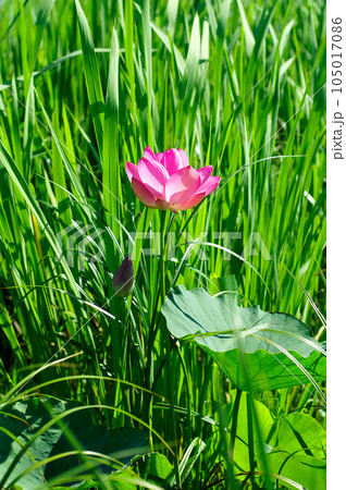 福島潟・遊潟広場の紅蓮 105017086