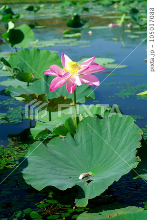 福島潟・遊潟広場の紅蓮 福島潟・遊潟広場の紅蓮 105017088