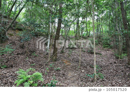 新高山城 新高山城 105017520