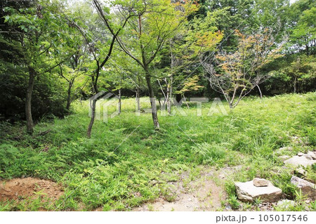 新高山城 新高山城 105017546