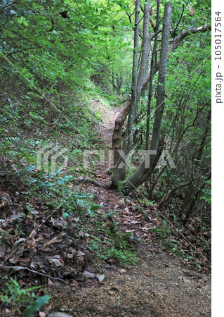 新高山城 新高山城 105017564