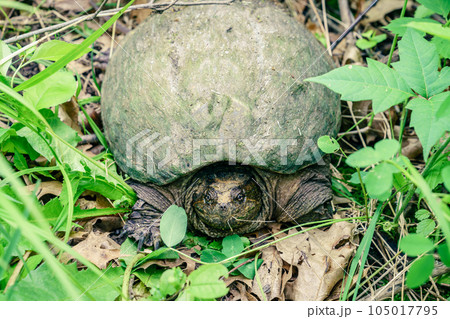 Common snapping turtle 105017795