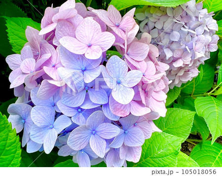 紫陽花 紫陽花 105018056