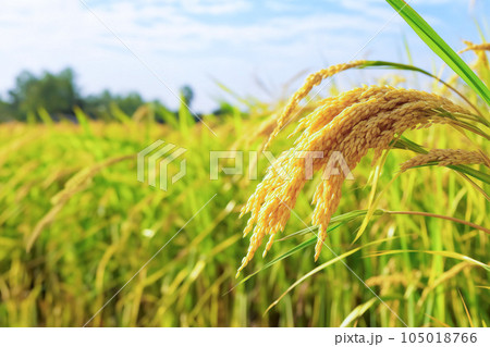 稲穂の宝庫：秋の収穫と実りの米作り 105018766