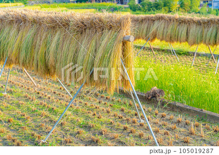 【稲素材】中野の棚田・はさがけされた稲【山梨県】 105019287
