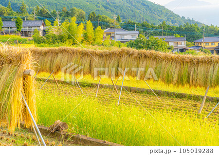 【稲素材】中野の棚田・はさがけされた稲【山梨県】 【稲素材】中野の棚田・はさがけされた稲【山梨県】 105019288