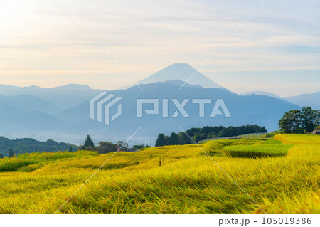 【秋素材】収穫時期を迎えた中野の棚田の日の出【山梨県】 【秋素材】収穫時期を迎えた中野の棚田の日の出【山梨県】 105019386