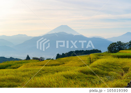 【秋素材】収穫時期を迎えた中野の棚田の日の出【山梨県】 105019390