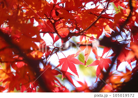 楓の紅葉 楓の紅葉 105019572