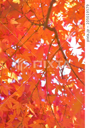 楓の紅葉 楓の紅葉 105019579