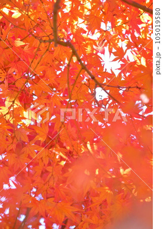 楓の紅葉 楓の紅葉 105019580
