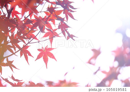 楓の紅葉 楓の紅葉 105019581