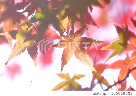 楓の紅葉 105019605