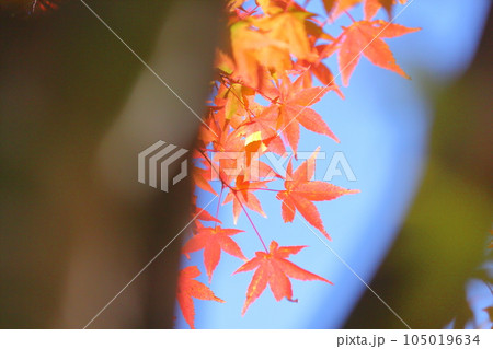 楓の紅葉 楓の紅葉 105019634