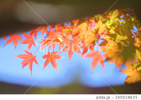 楓の紅葉 楓の紅葉 105019635