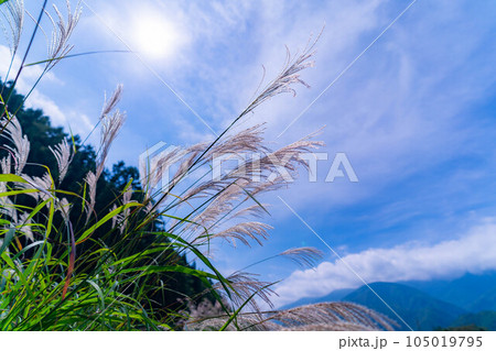 【秋素材】ススキの穂と青空【長野県】 105019795