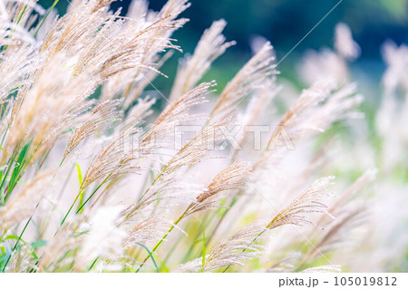 【秋素材】ススキの穂と青空【長野県】 105019812