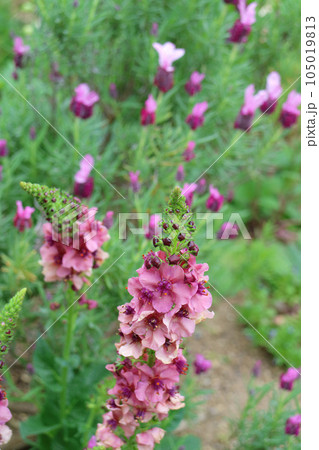 バーバスカムの花と蕾 バーバスカムの花と蕾 105019813