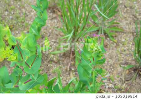 ブプレリウムの花の蕾 105019814