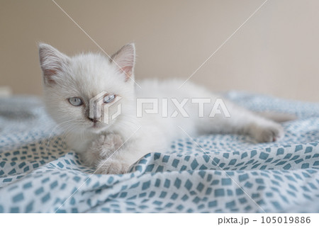 Cute White scottish kitten resting on the bed Cute White scottish kitten resting on the bed 105019886