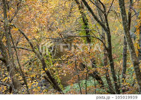 渓谷の紅葉する樹々 渓谷の紅葉する樹々 105019939