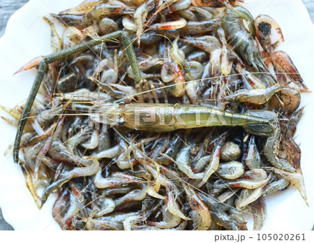 テナガエビ(手長蝦)とヌマエビ テナガエビ(手長蝦)とヌマエビ 105020261