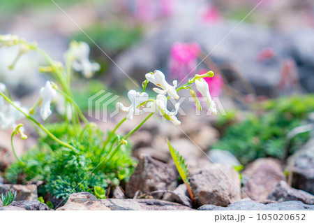 【高山植物】初夏のコマクサ 白馬五竜高山植物園【長野県】 【高山植物】初夏のコマクサ 白馬五竜高山植物園【長野県】 105020652
