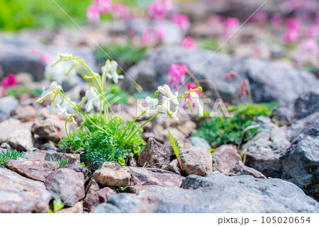 【高山植物】初夏のコマクサ　白馬五竜高山植物園【長野県】 105020654
