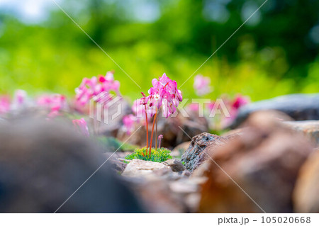 【高山植物】初夏のコマクサ 白馬五竜高山植物園【長野県】 【高山植物】初夏のコマクサ 白馬五竜高山植物園【長野県】 105020668
