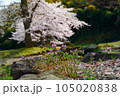 満開の桜とホトケノザが咲く、朝倉氏遺跡西山光照寺跡 105020838